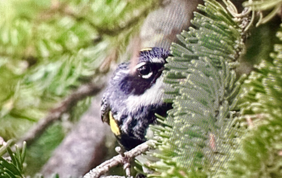lesňáček žlutoskvrnný (ssp. coronata) - ML621010251