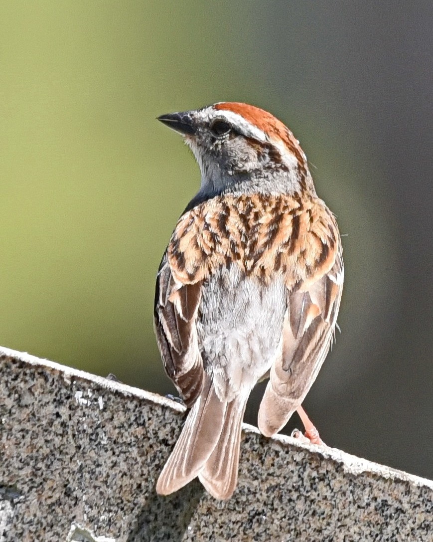 Chipping Sparrow - ML621010274