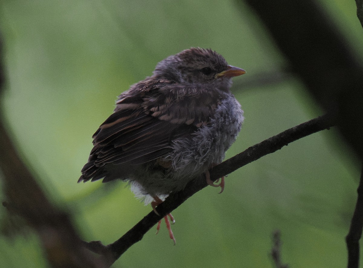 Field Sparrow - Ben Jesup