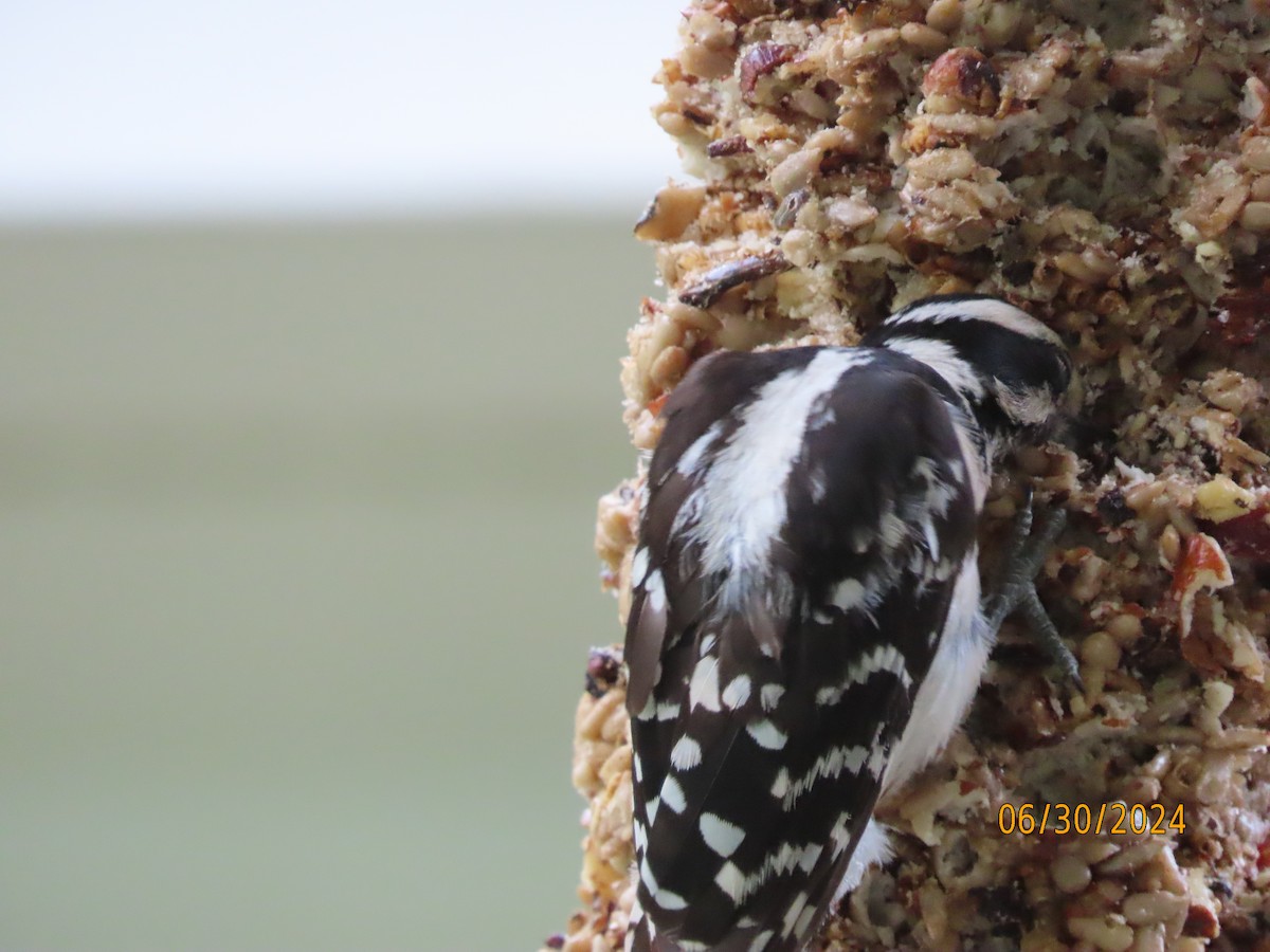 Downy Woodpecker - ML621010354