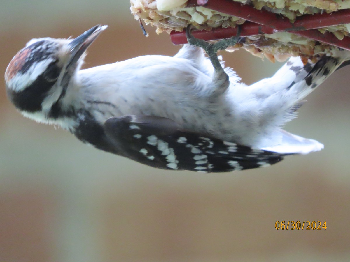 Downy Woodpecker - ML621010357