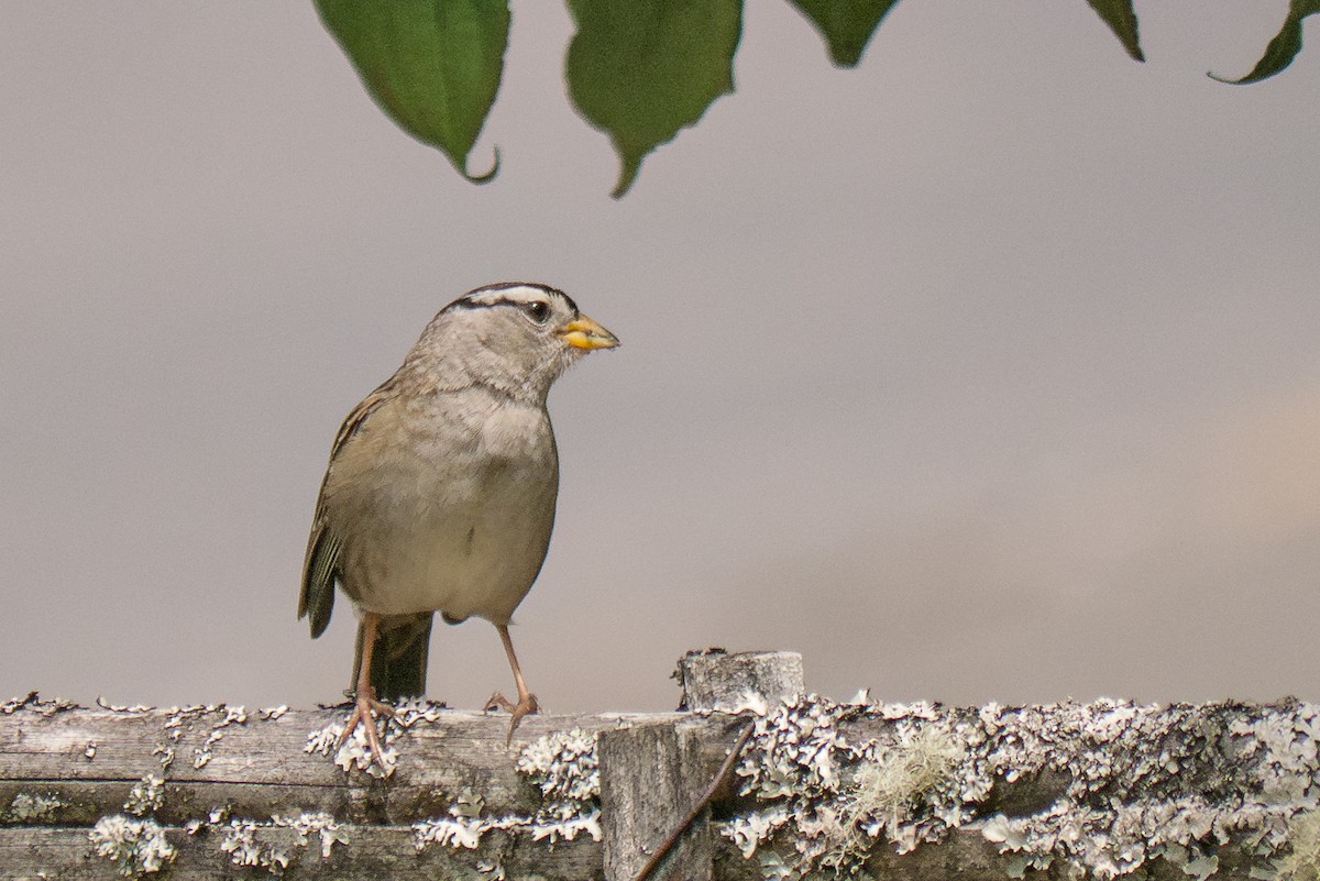 White-crowned Sparrow - ML621010399