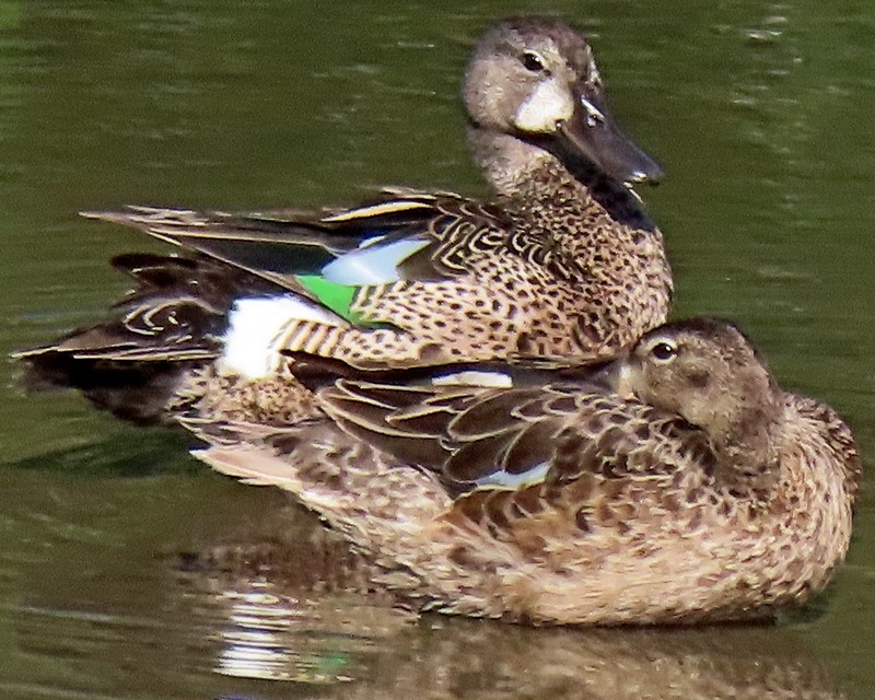 Blue-winged Teal - ML621010422