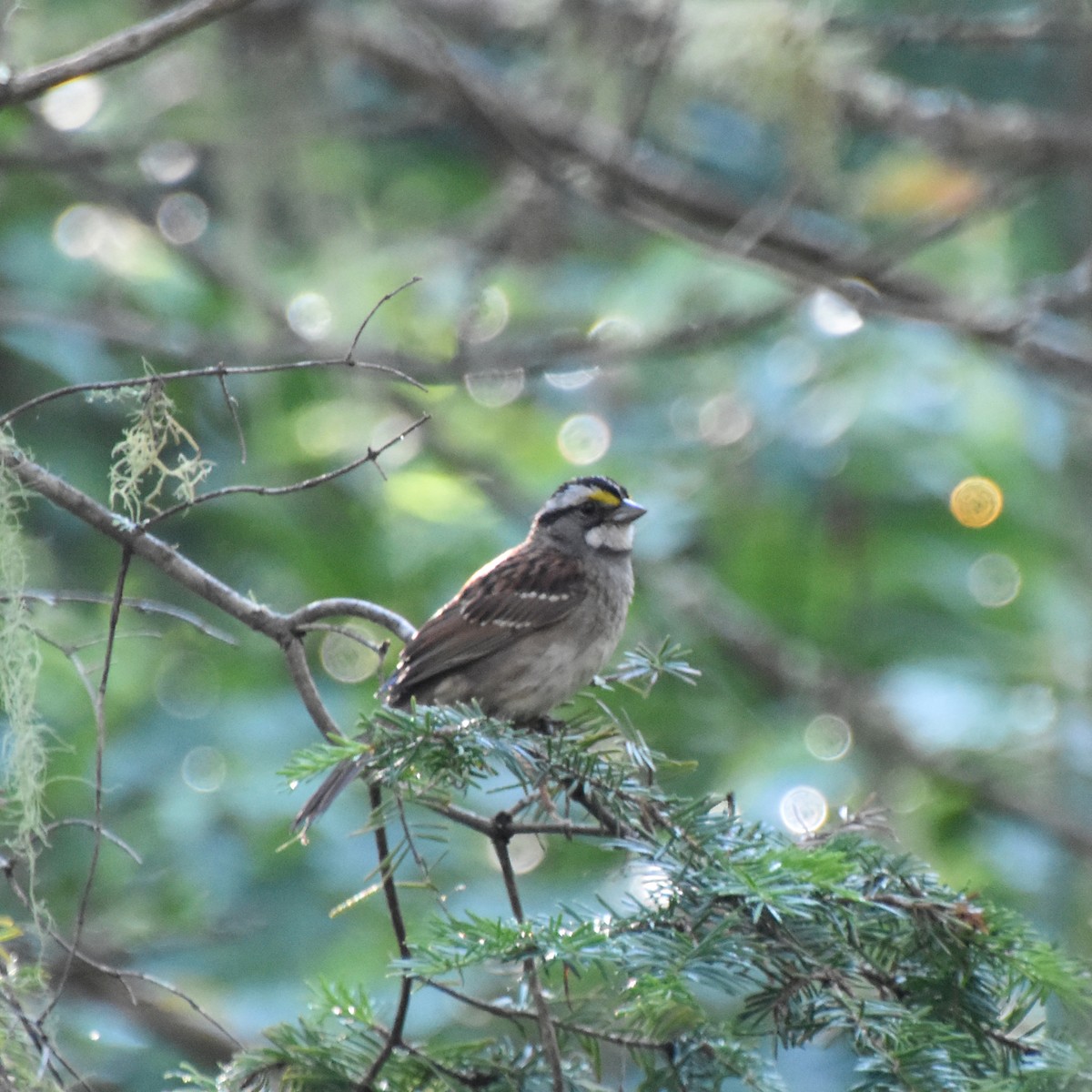 White-throated Sparrow - ML621010424