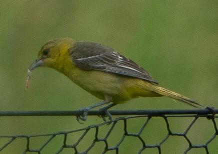 Orchard Oriole - ML621010427