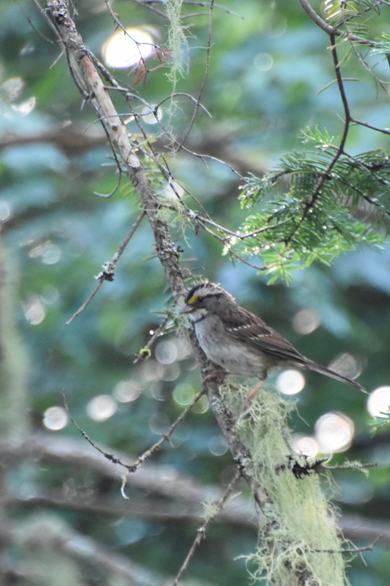 White-throated Sparrow - ML621010428