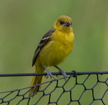 Orchard Oriole - ML621010435