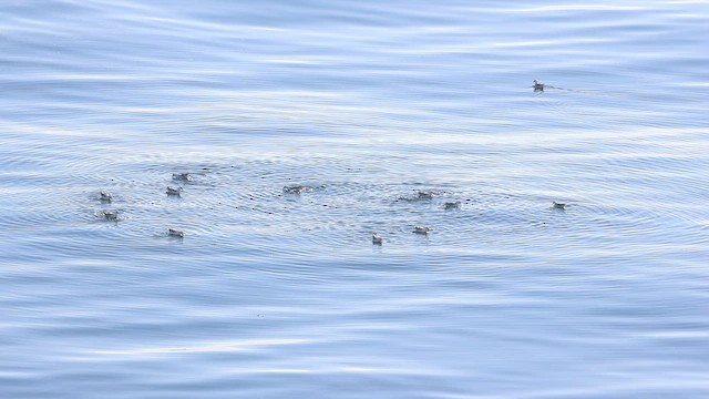 Fulmar Boreal - ML621010458