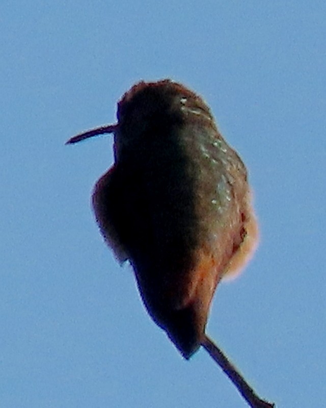 Allen's Hummingbird - ML621010465