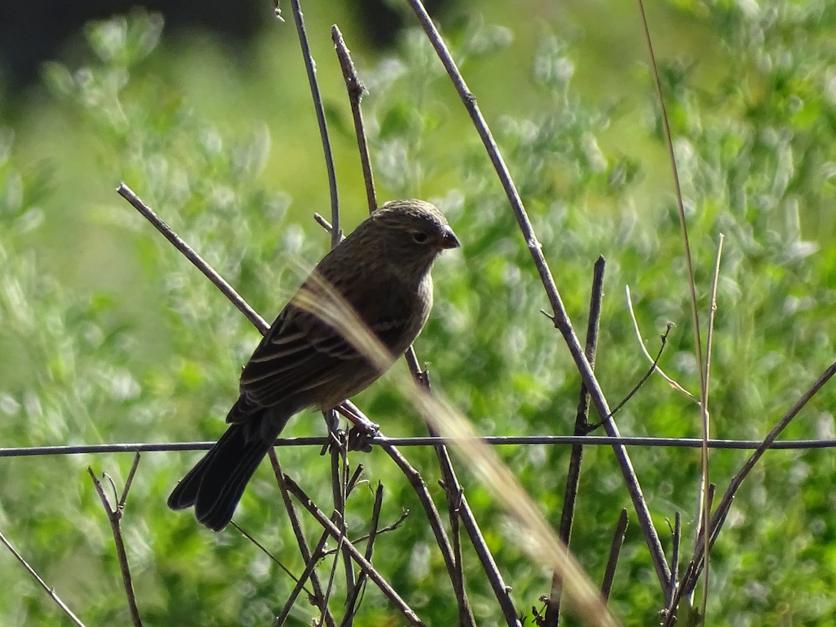 Band-tailed Seedeater - ML621010497