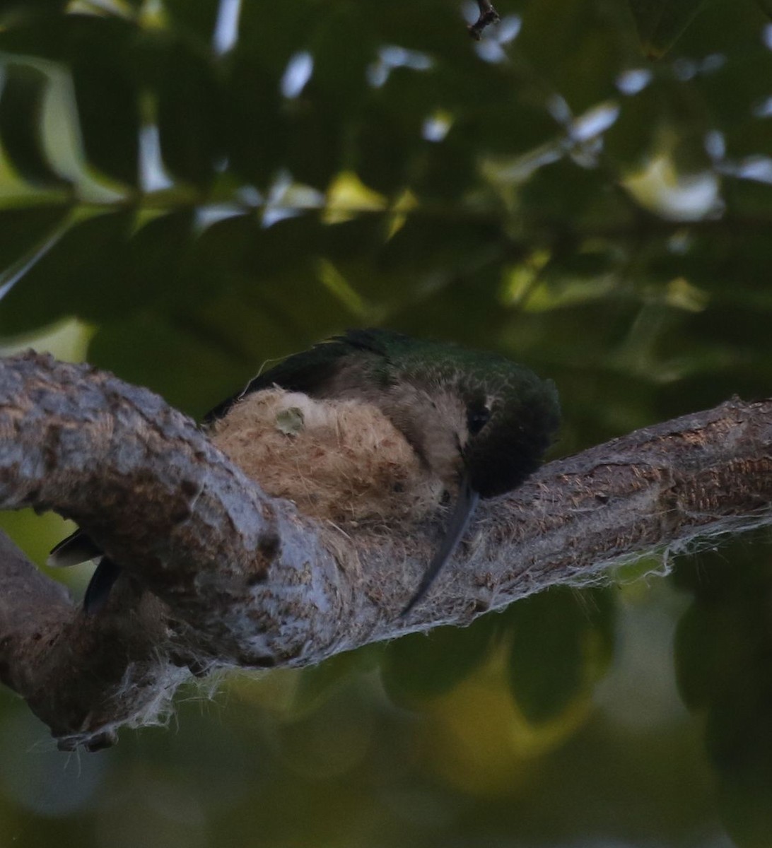 Dominikanermangokolibri - ML621010514