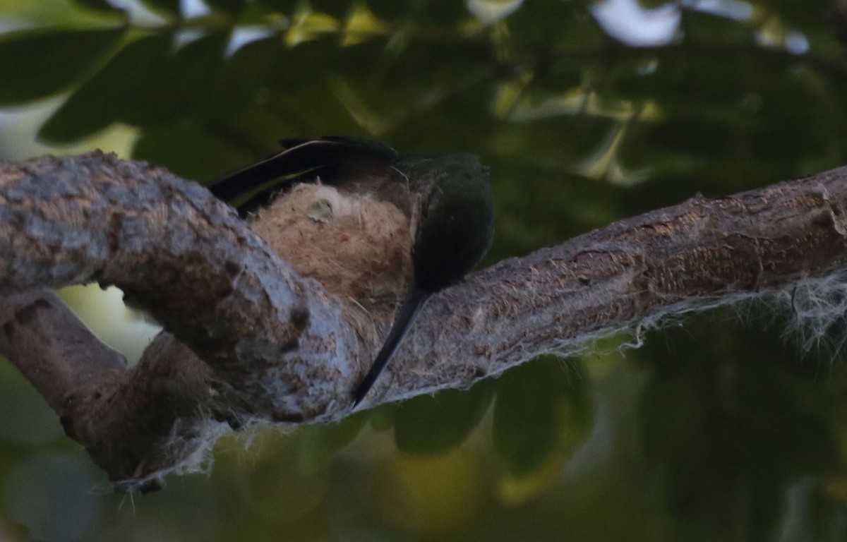 Dominikanermangokolibri - ML621010515