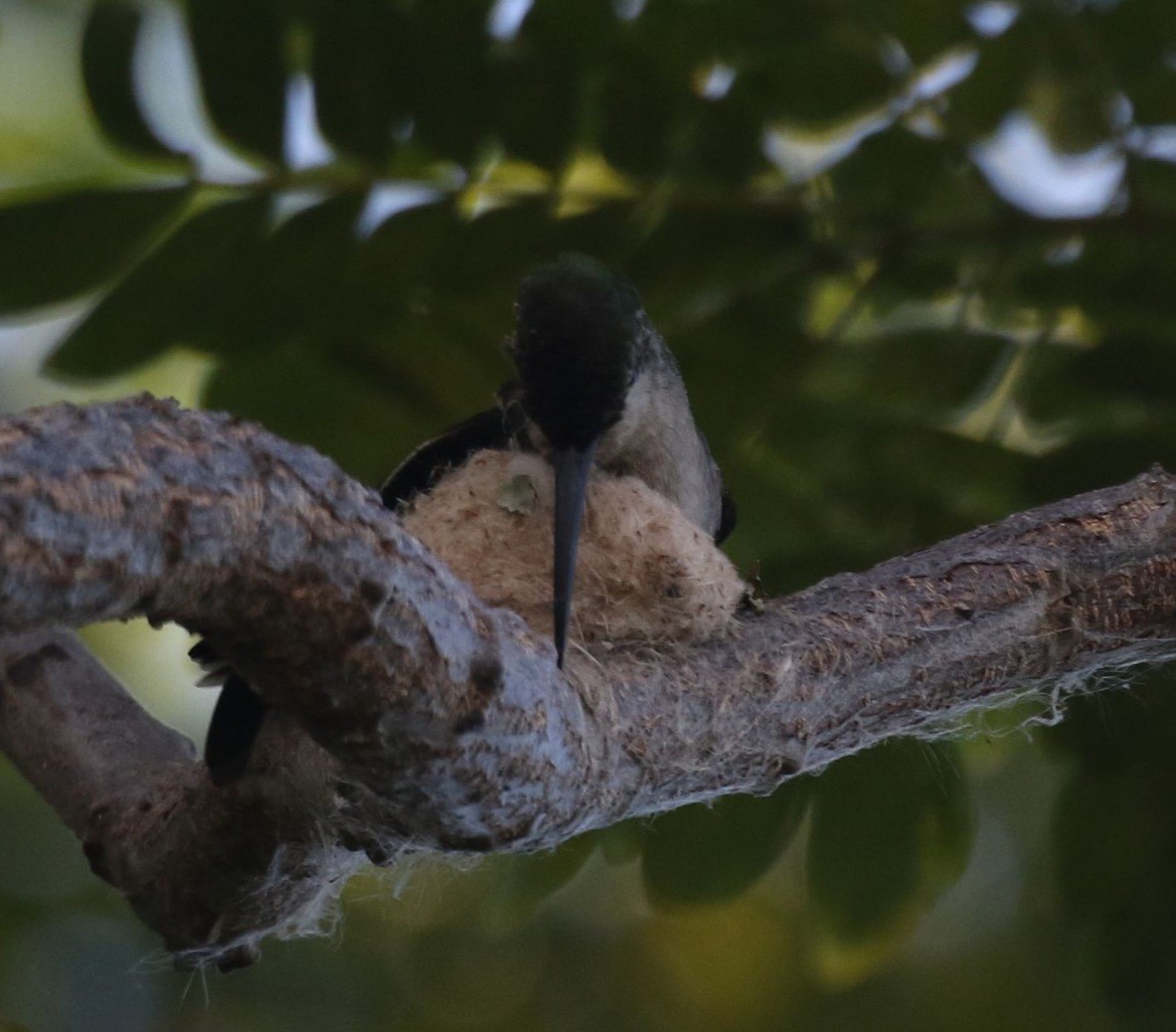 Dominikanermangokolibri - ML621010518