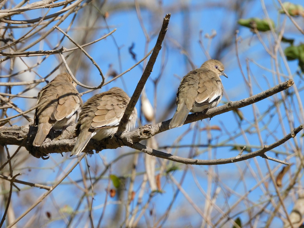 Picui Ground Dove - ML621010526