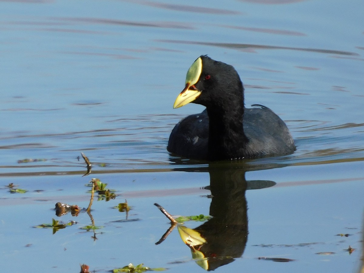 Red-gartered Coot - ML621010557