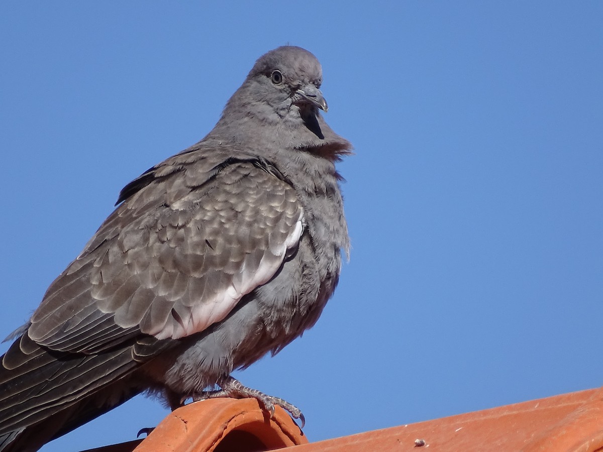 Spot-winged Pigeon - ML621010561