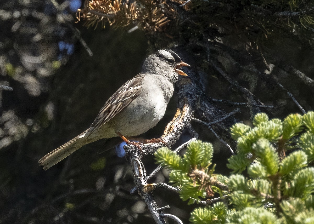 White-crowned Sparrow - ML621010568