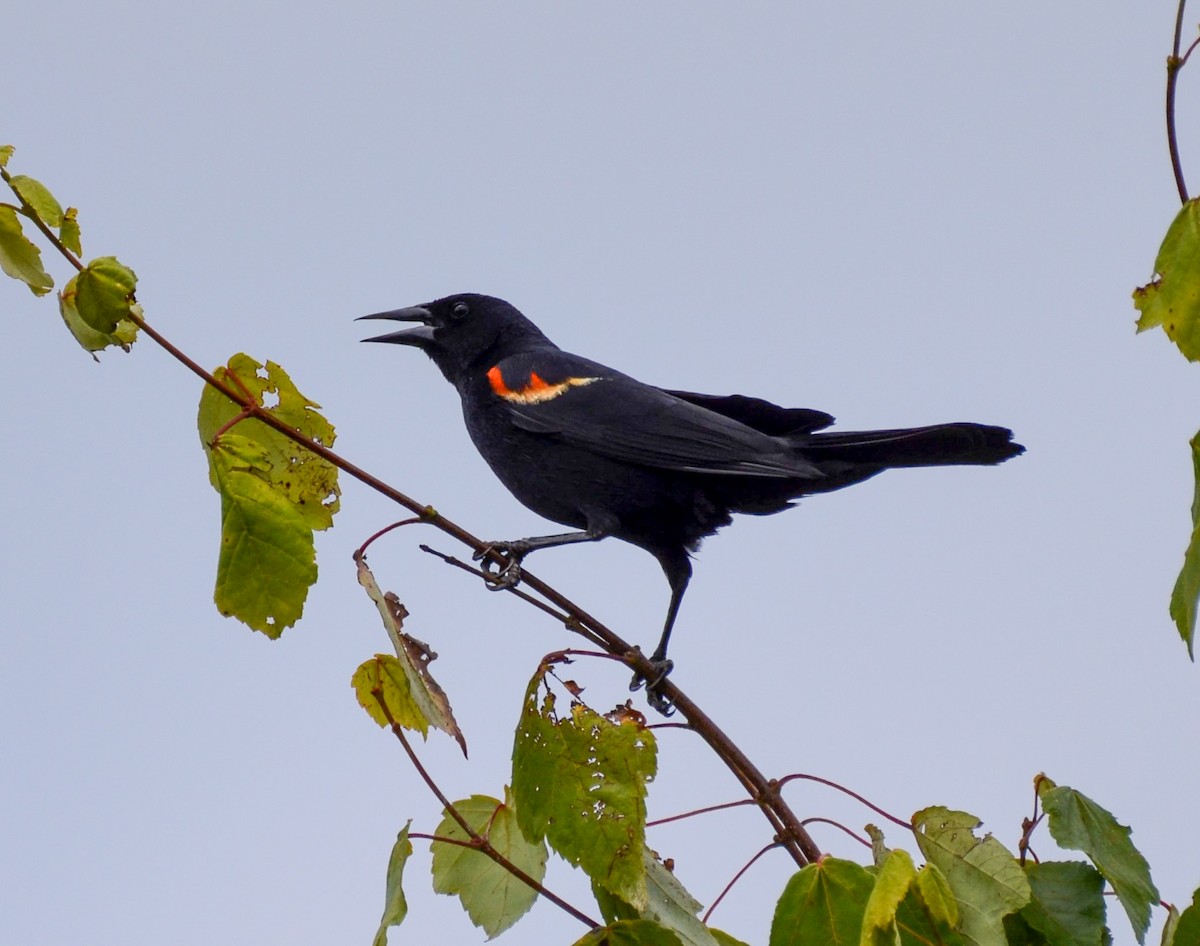Red-winged Blackbird - ML621010581