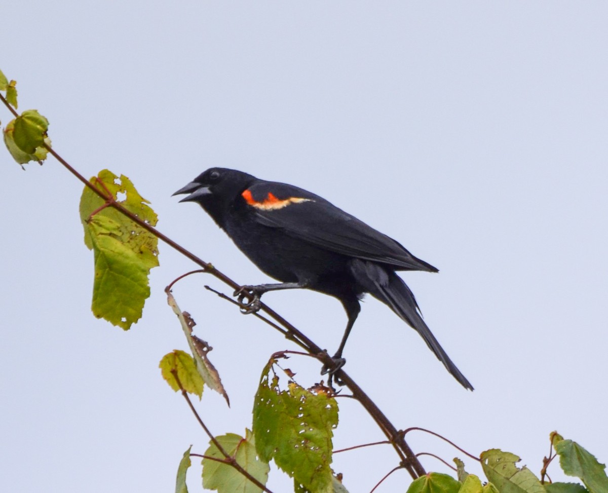 Red-winged Blackbird - ML621010582