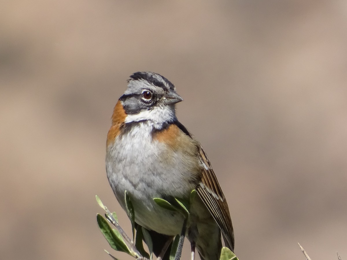Rufous-collared Sparrow - ML621010620