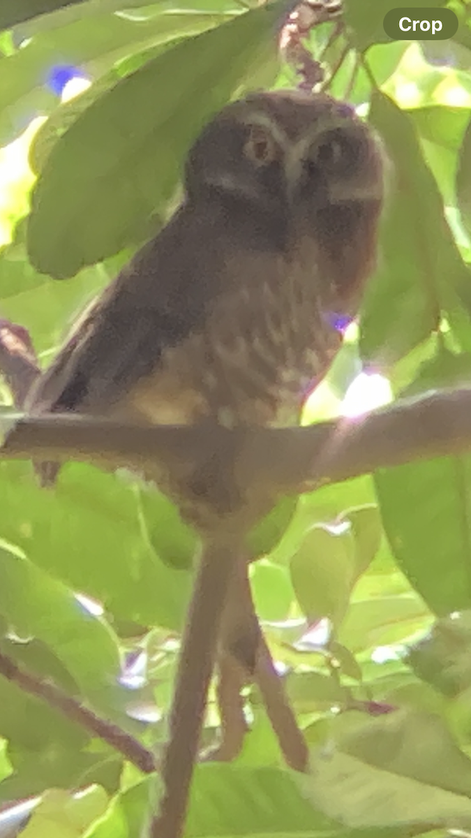 Guadalcanal Owl - ML621010644