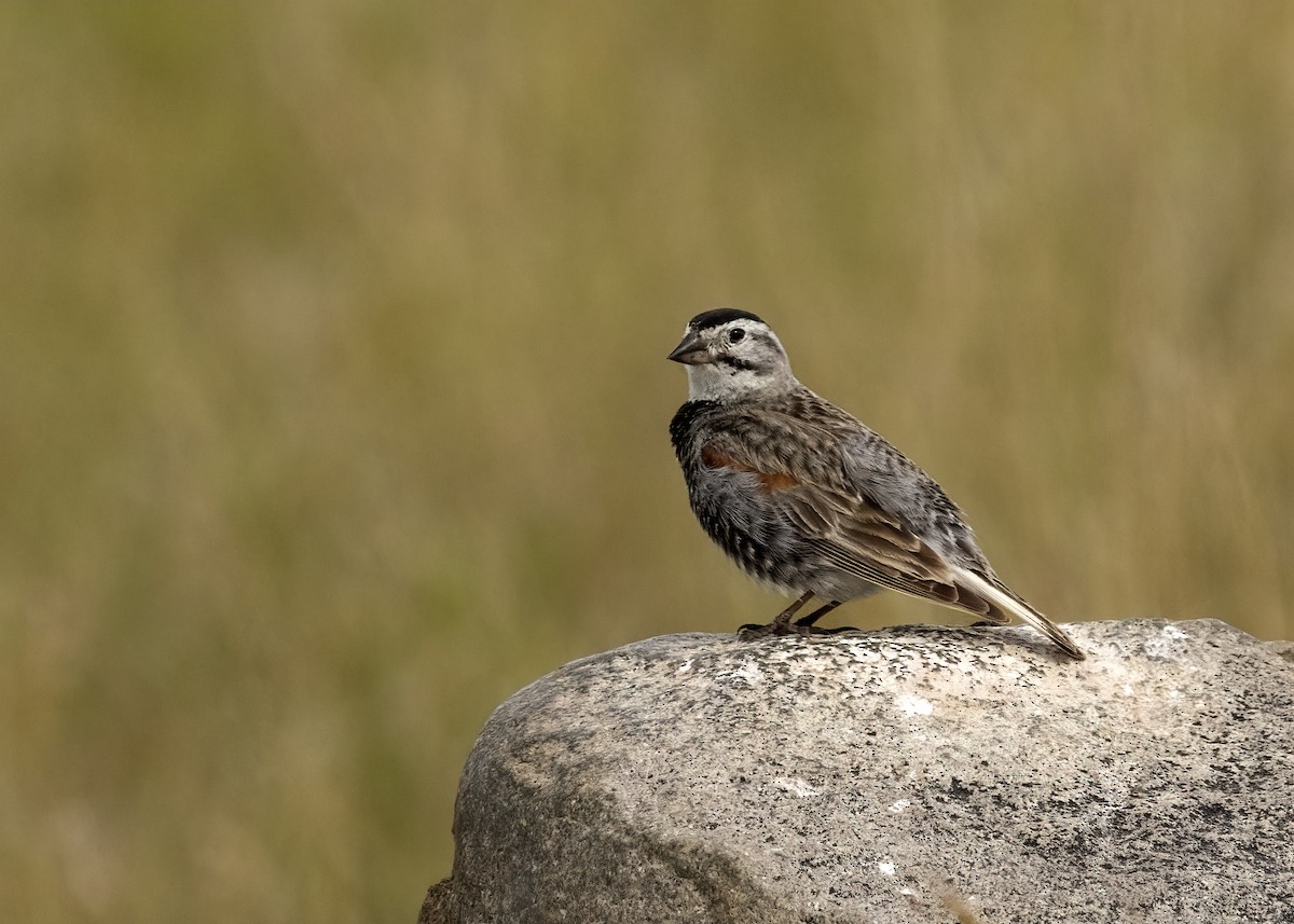 Thick-billed Longspur - ML621010663