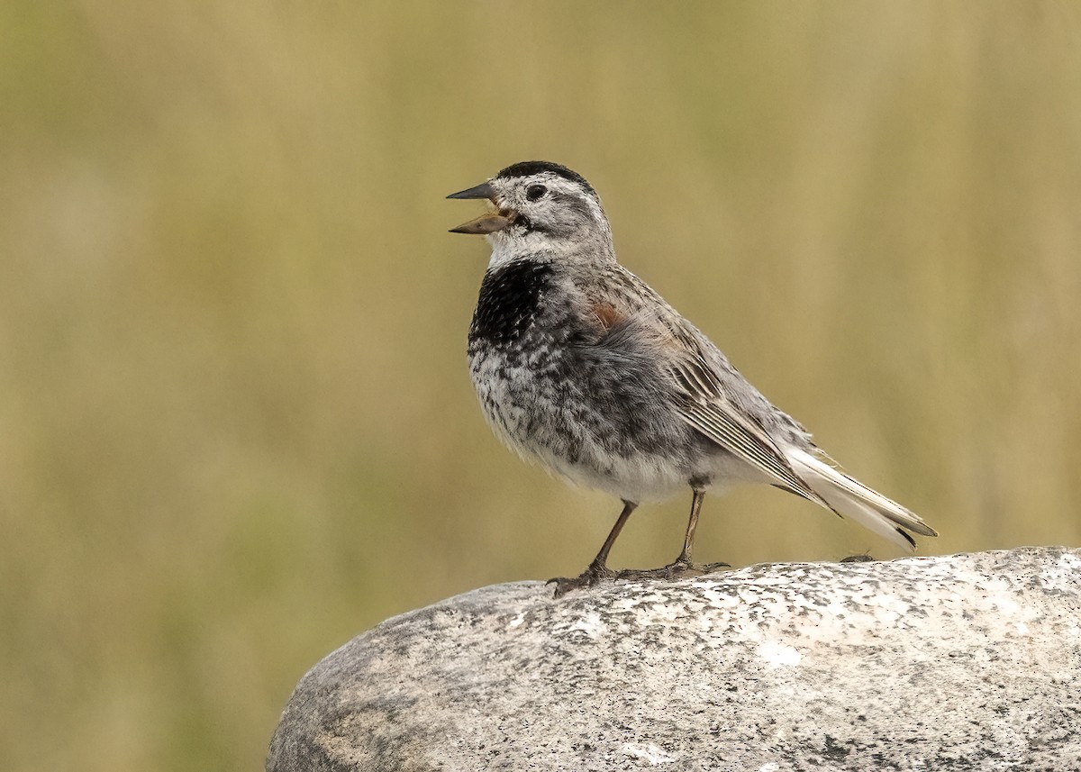 Thick-billed Longspur - ML621010666