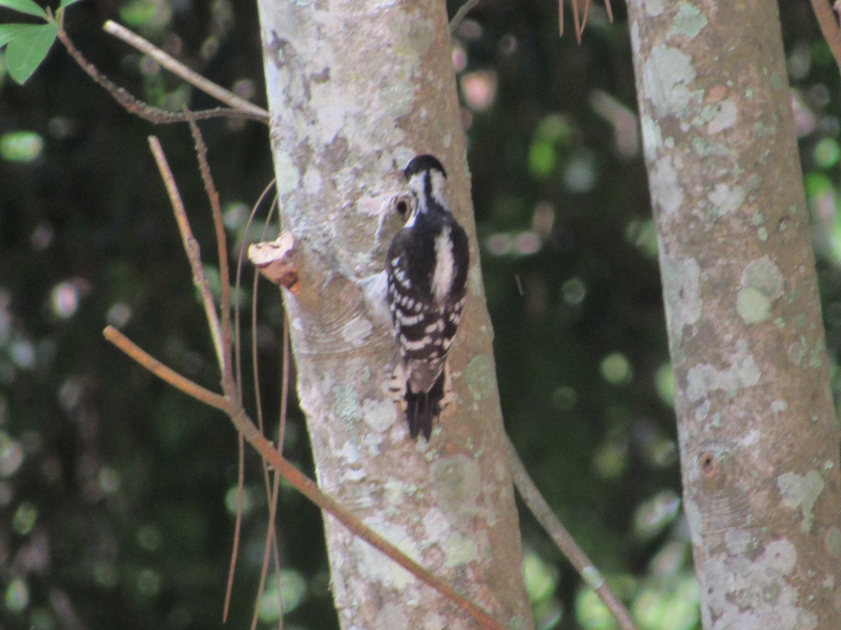 Downy Woodpecker - ML621010682