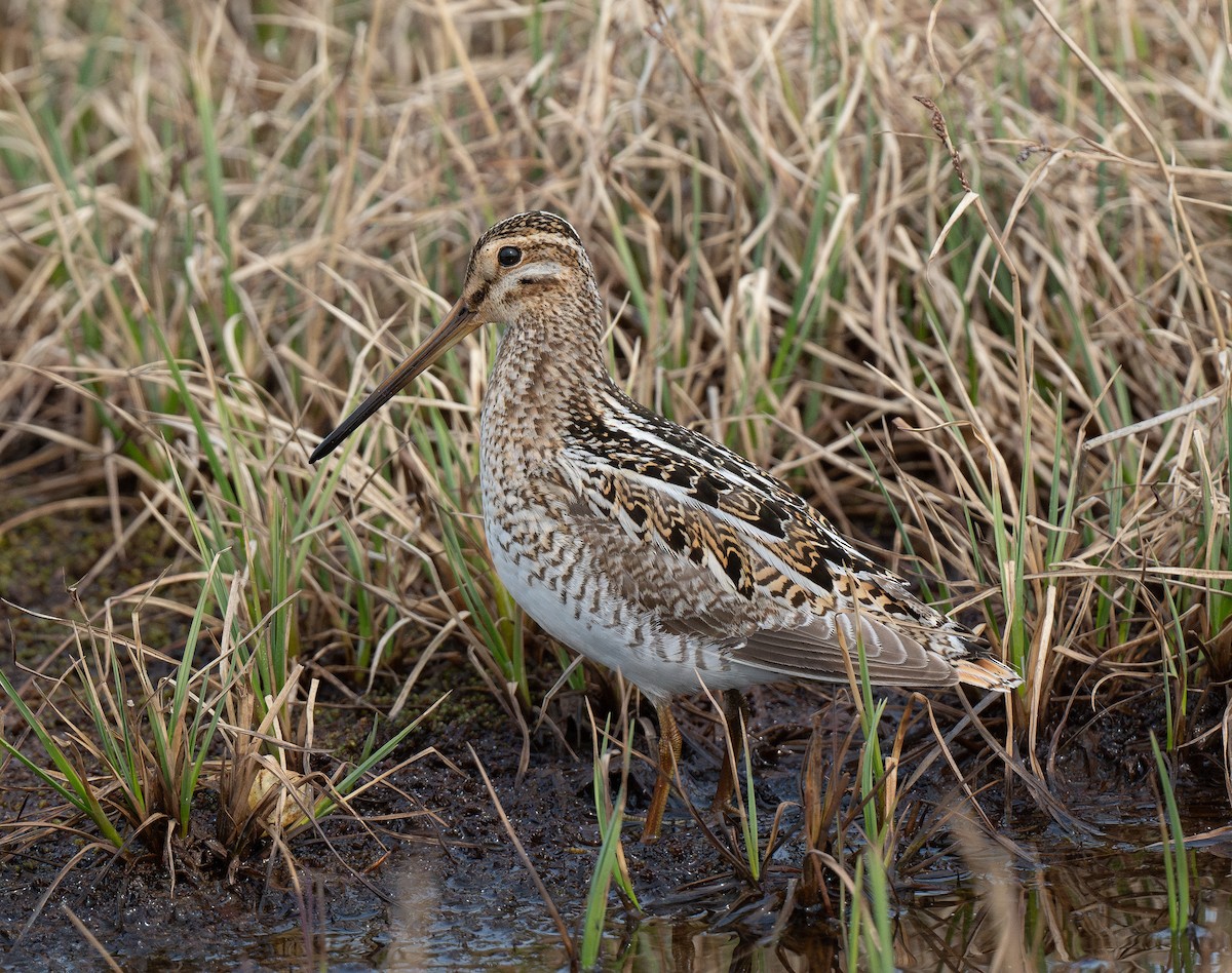 Common Snipe - Buzz Scher