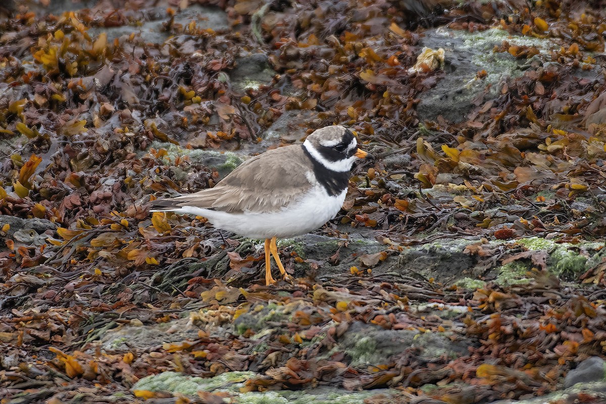 Common Ringed Plover - ML621010693