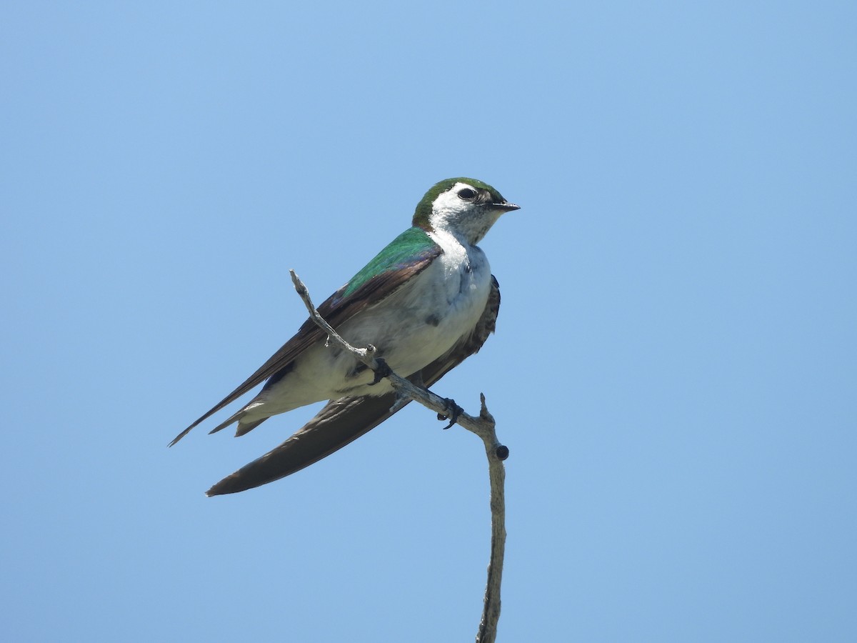Violet-green Swallow - ML621010723