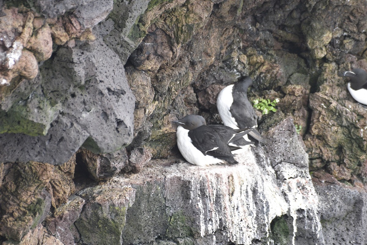Thick-billed Murre - ML621010753