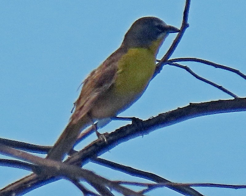 Yellow-breasted Chat - ML621010755