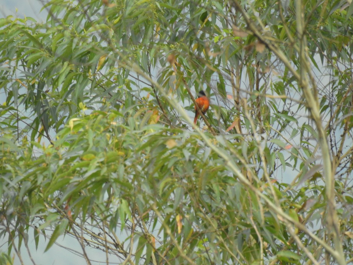 赤紅山椒鳥 - ML621010757