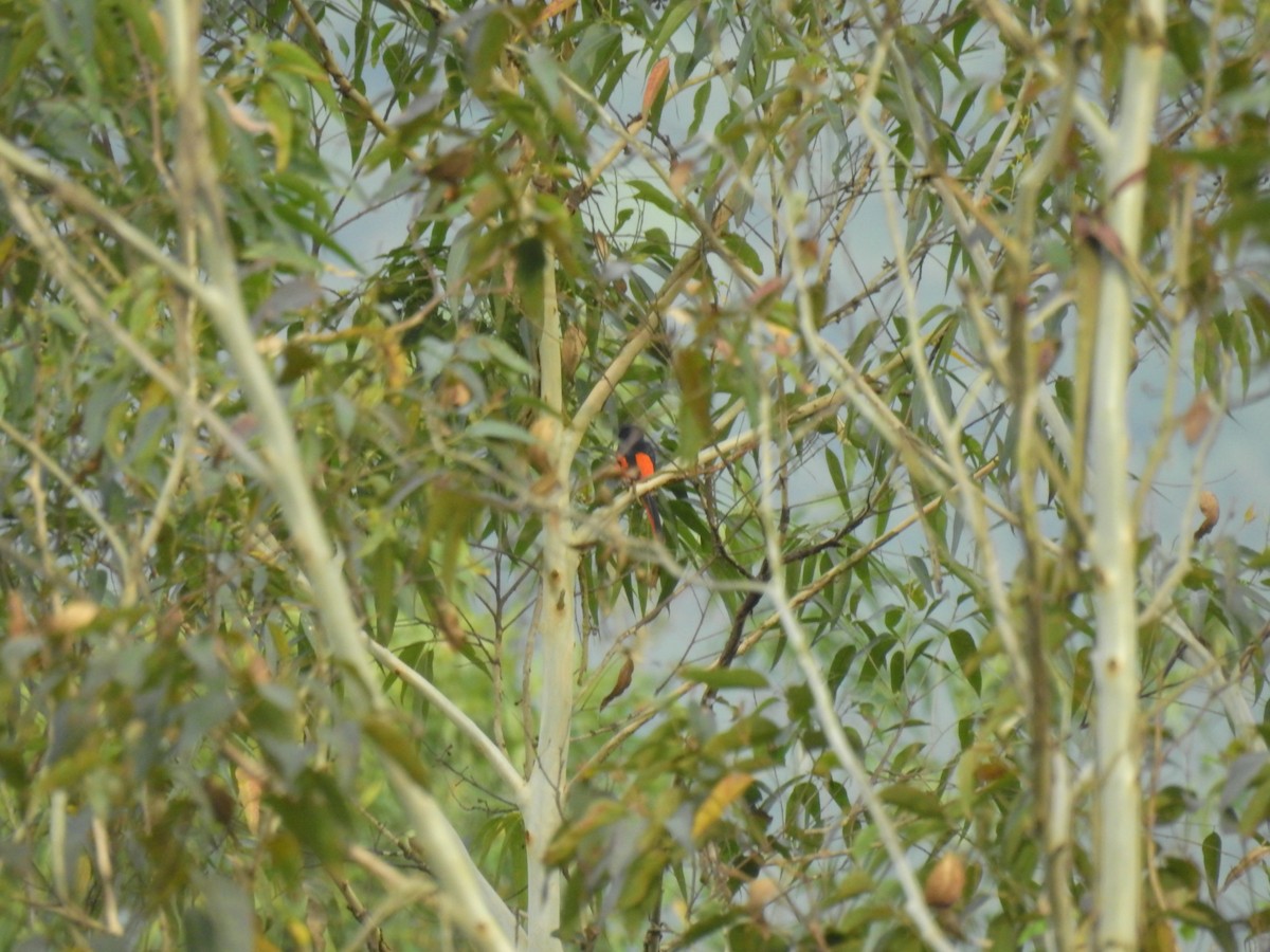 赤紅山椒鳥 - ML621010758