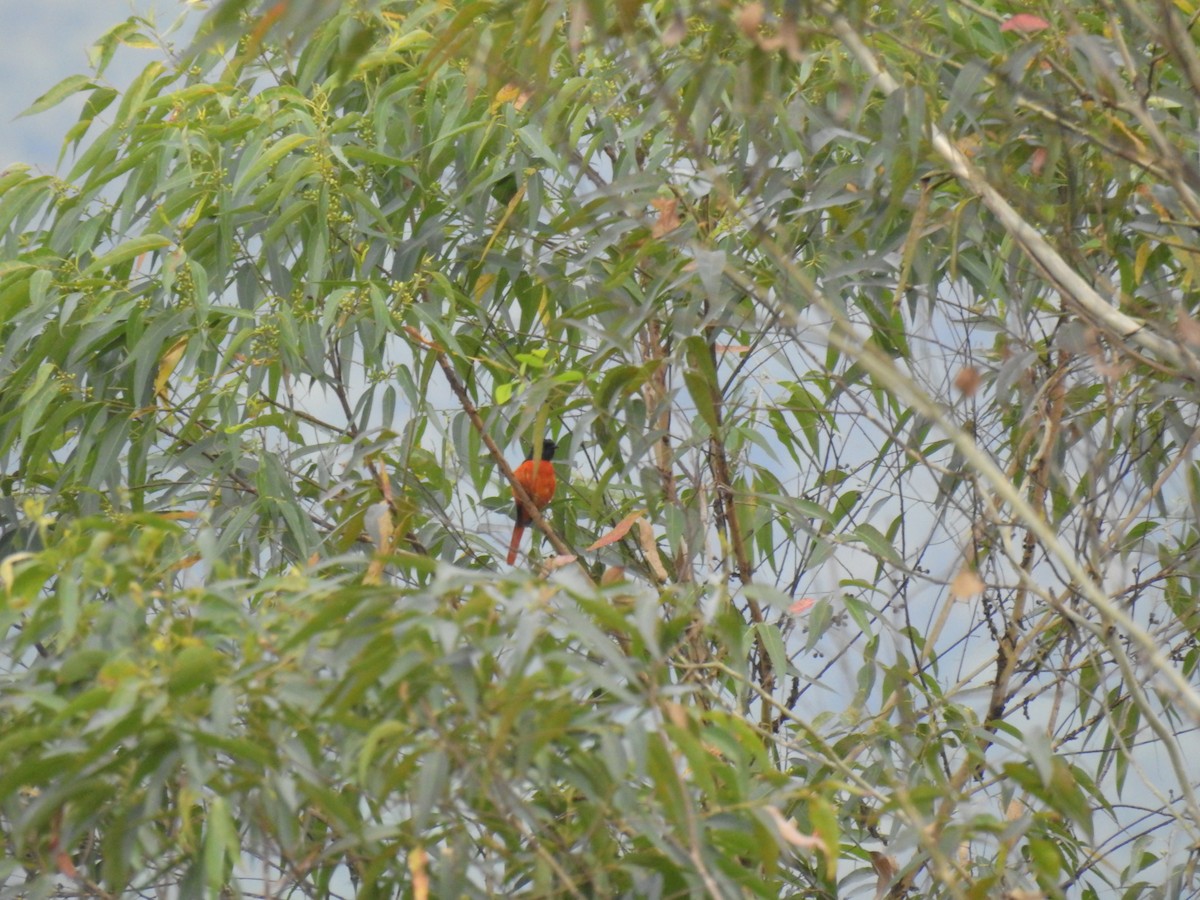 赤紅山椒鳥 - ML621010759