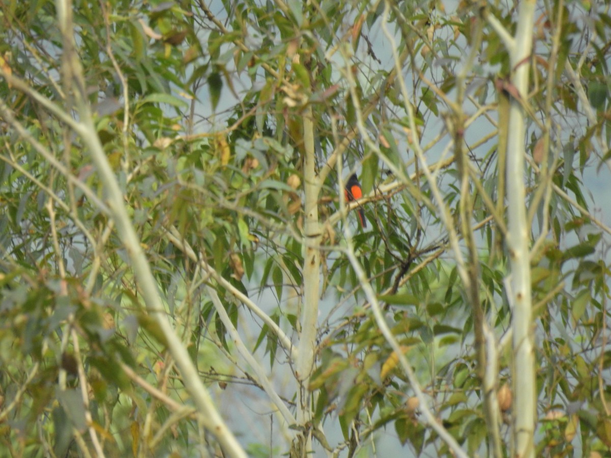 赤紅山椒鳥 - ML621010760