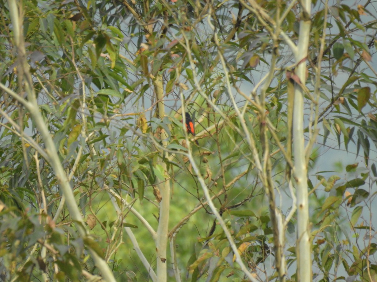 赤紅山椒鳥 - ML621010761