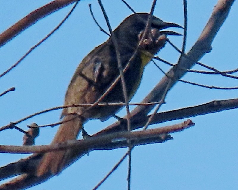 Yellow-breasted Chat - ML621010781