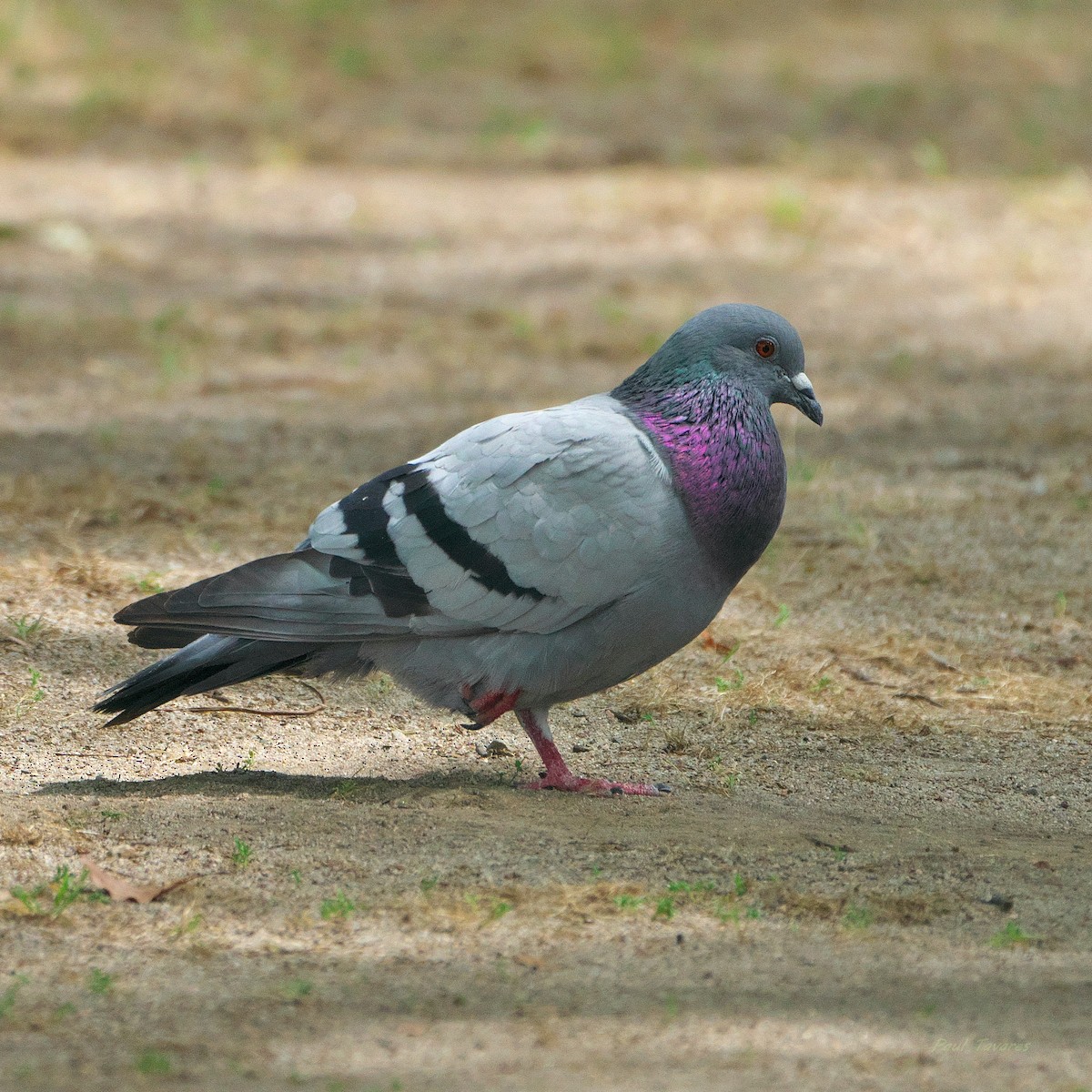 Rock Pigeon (Feral Pigeon) - ML621010785