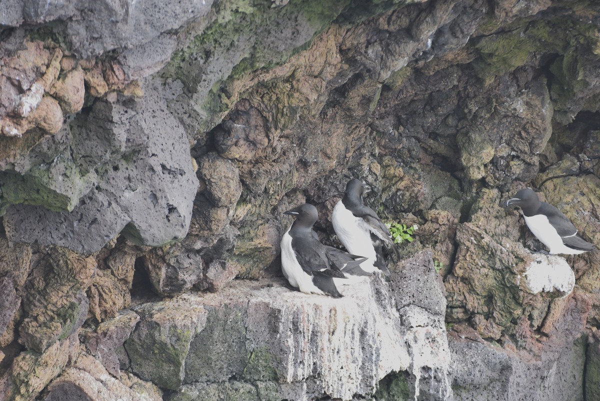 Thick-billed Murre - ML621010808