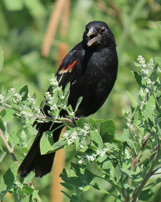 Red-winged Blackbird - ML621010815