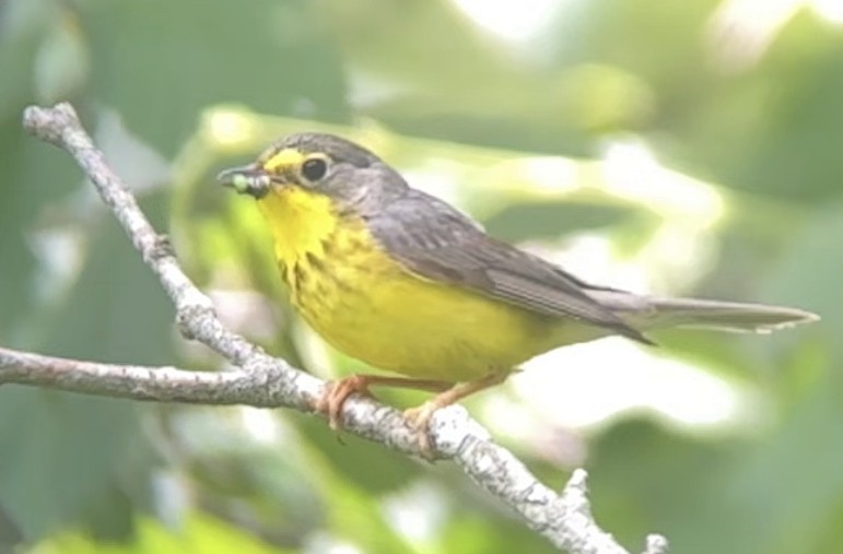 Canada Warbler - ML621010821