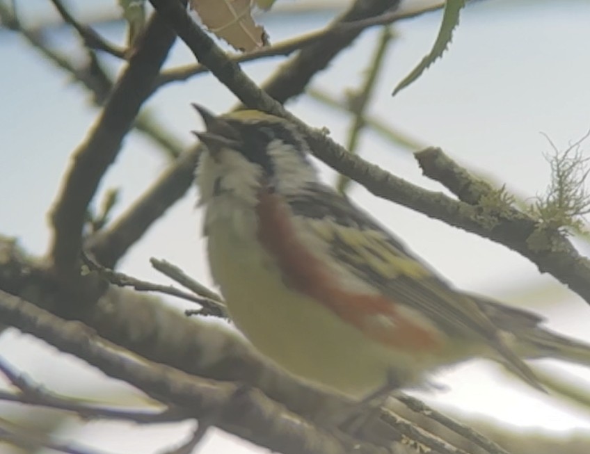 Chestnut-sided Warbler - ML621010823