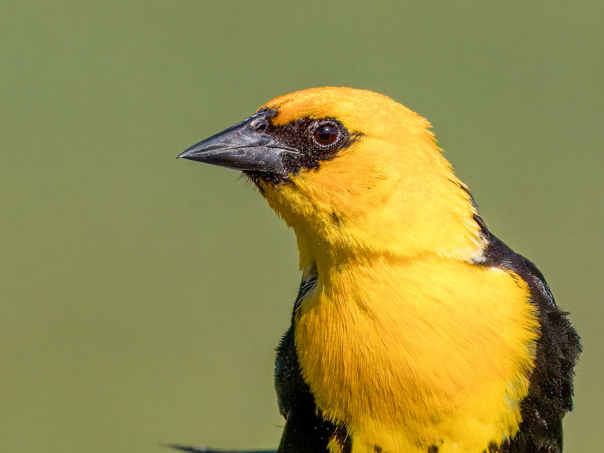 Yellow-headed Blackbird - ML621010834