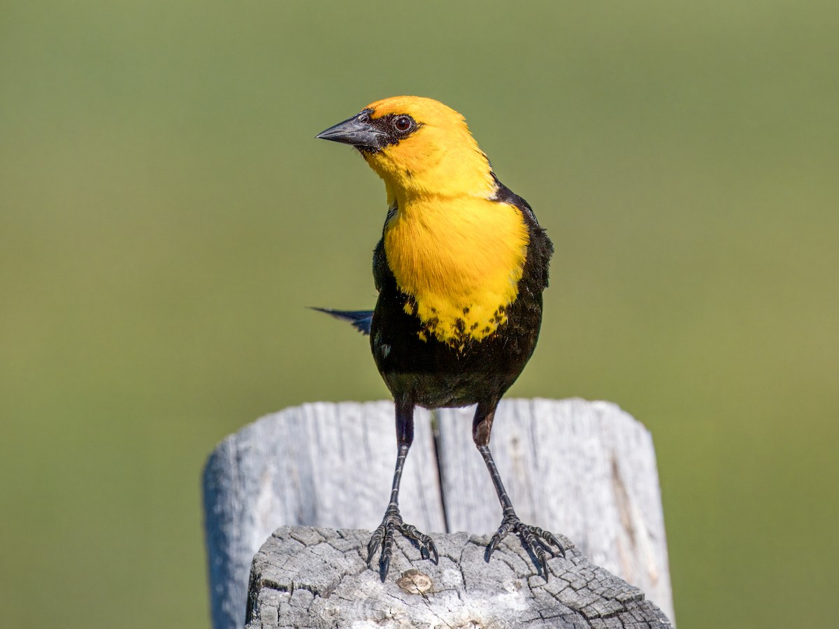 Yellow-headed Blackbird - ML621010835