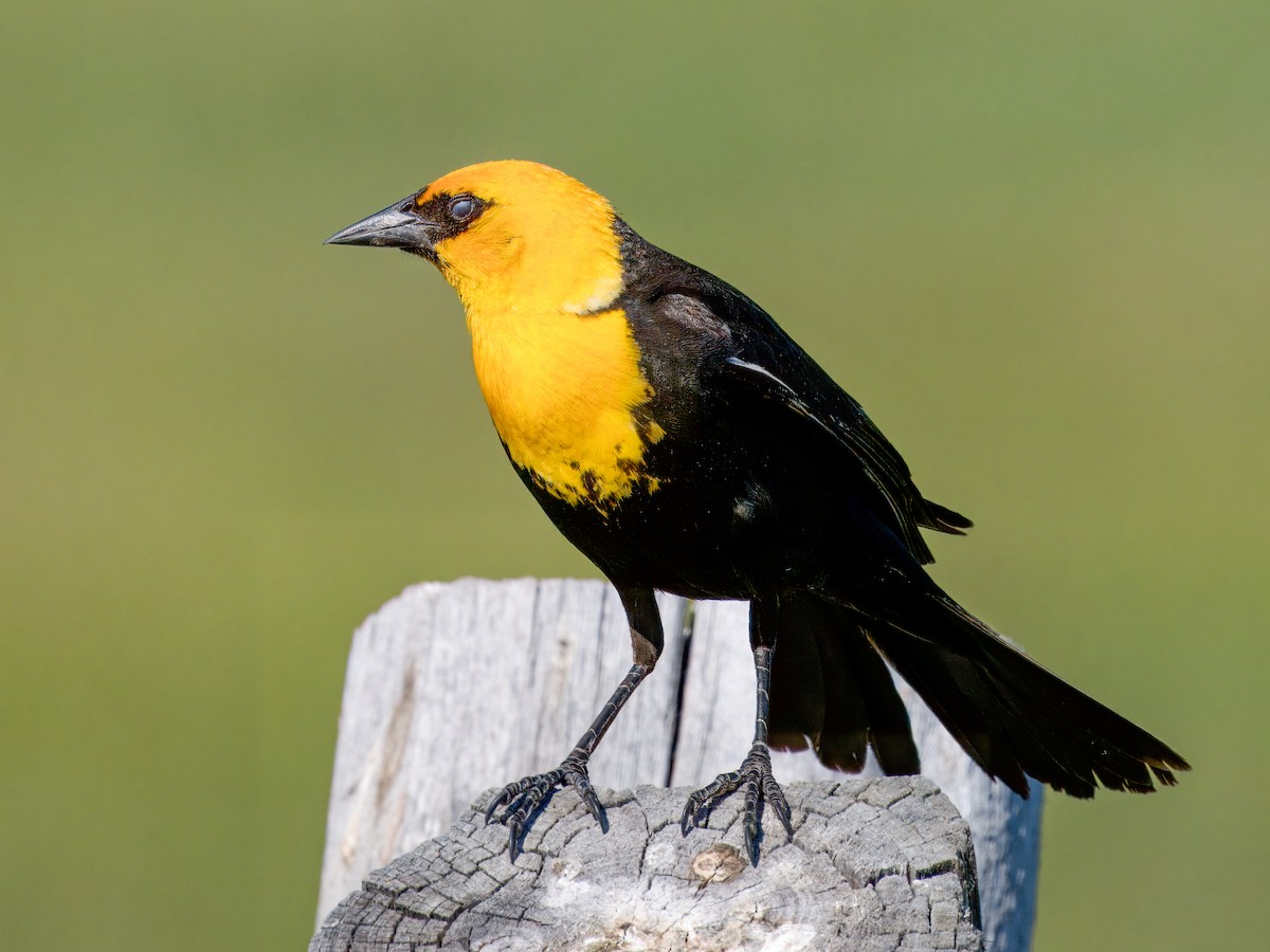 Yellow-headed Blackbird - ML621010842