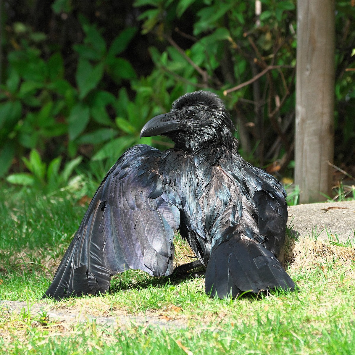 Large-billed Crow - ML621010846