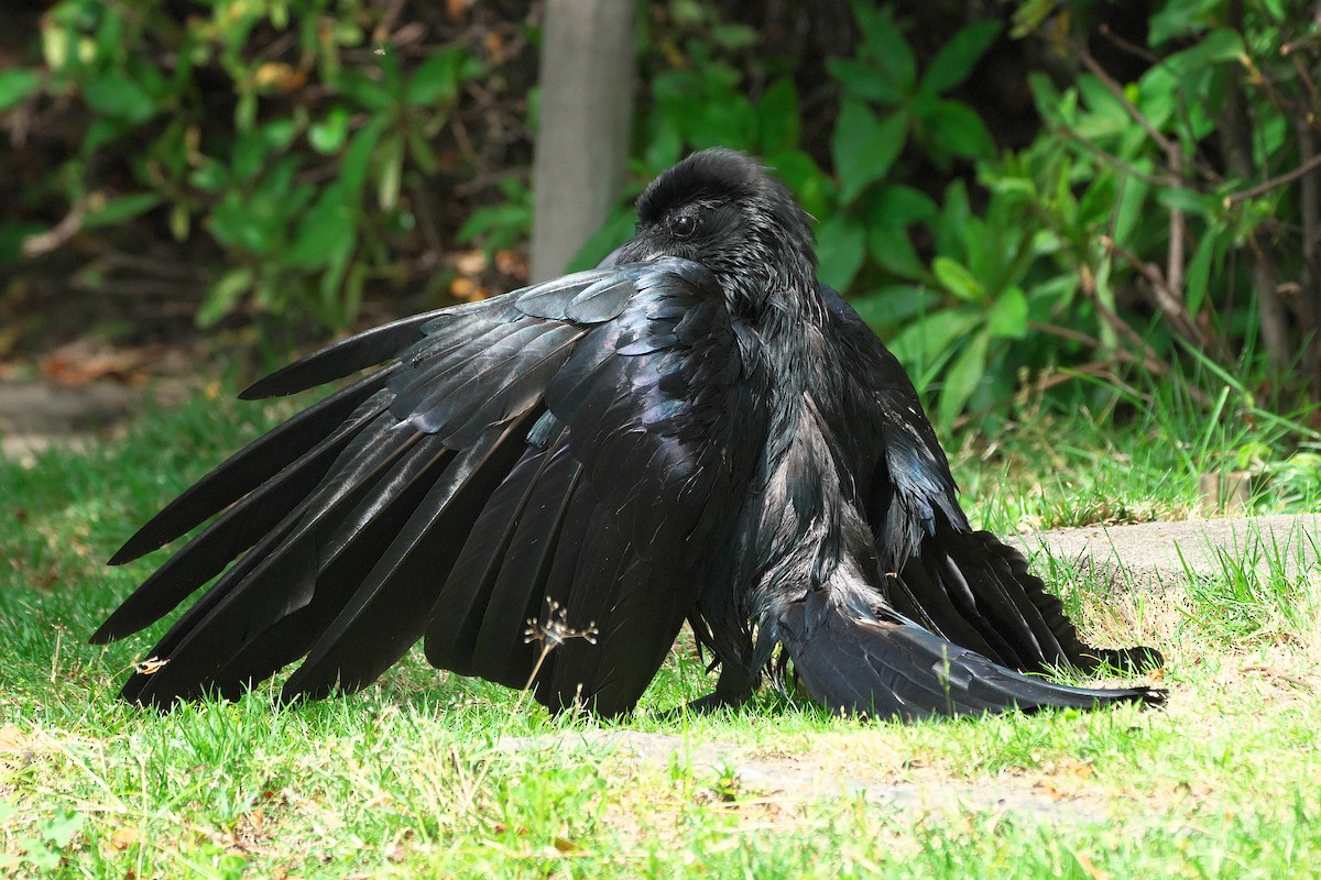 Large-billed Crow - ML621010847