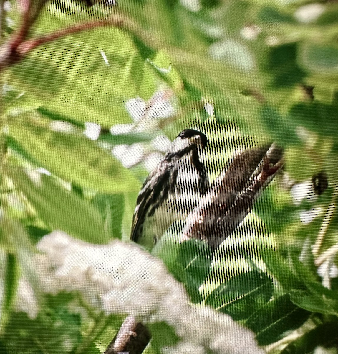 Blackpoll Warbler - ML621010888